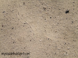 Antelope Island Snake Track