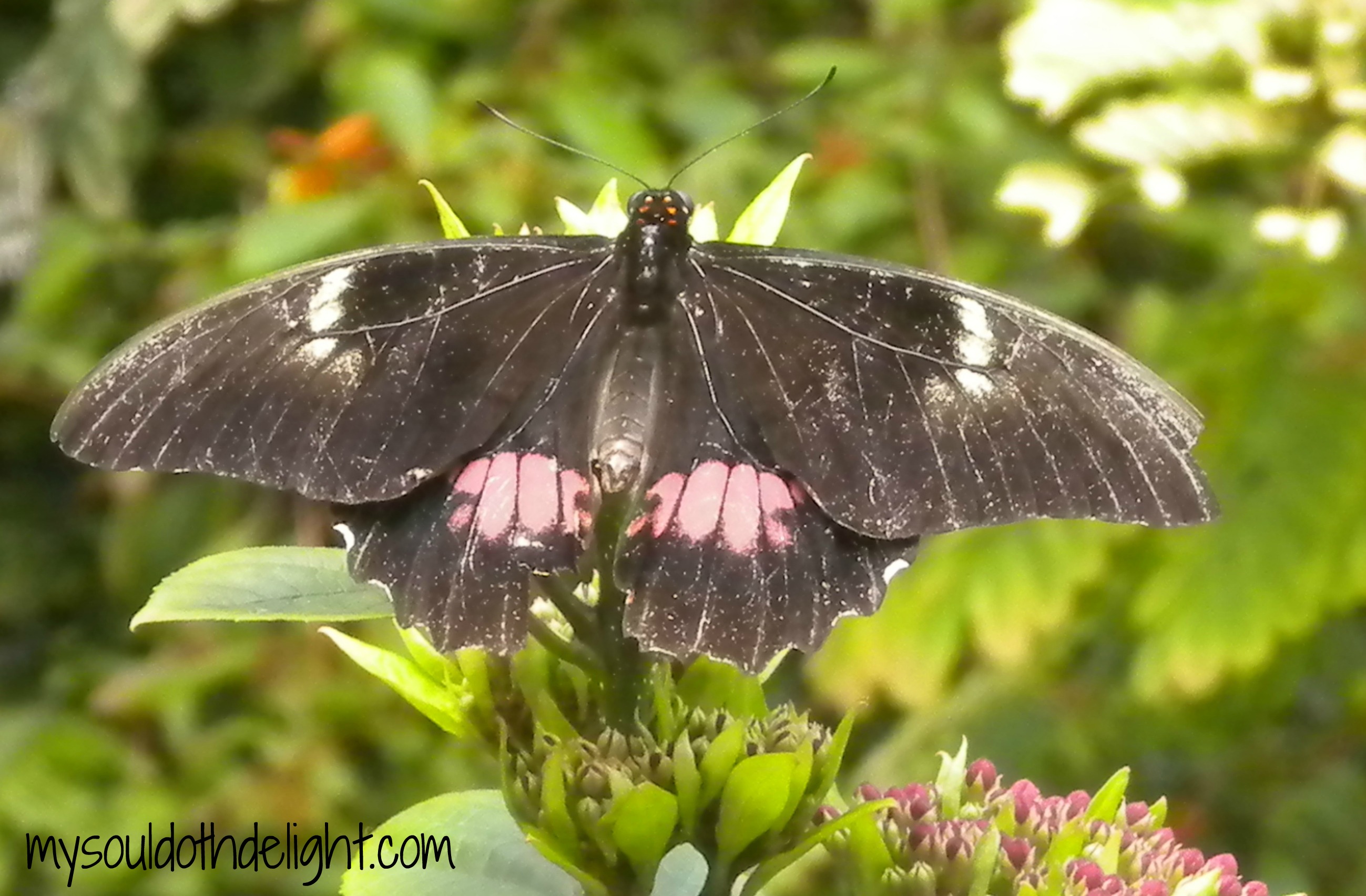 A Trip to the Zoo’s Butterfly House | My Soul Doth Delight…