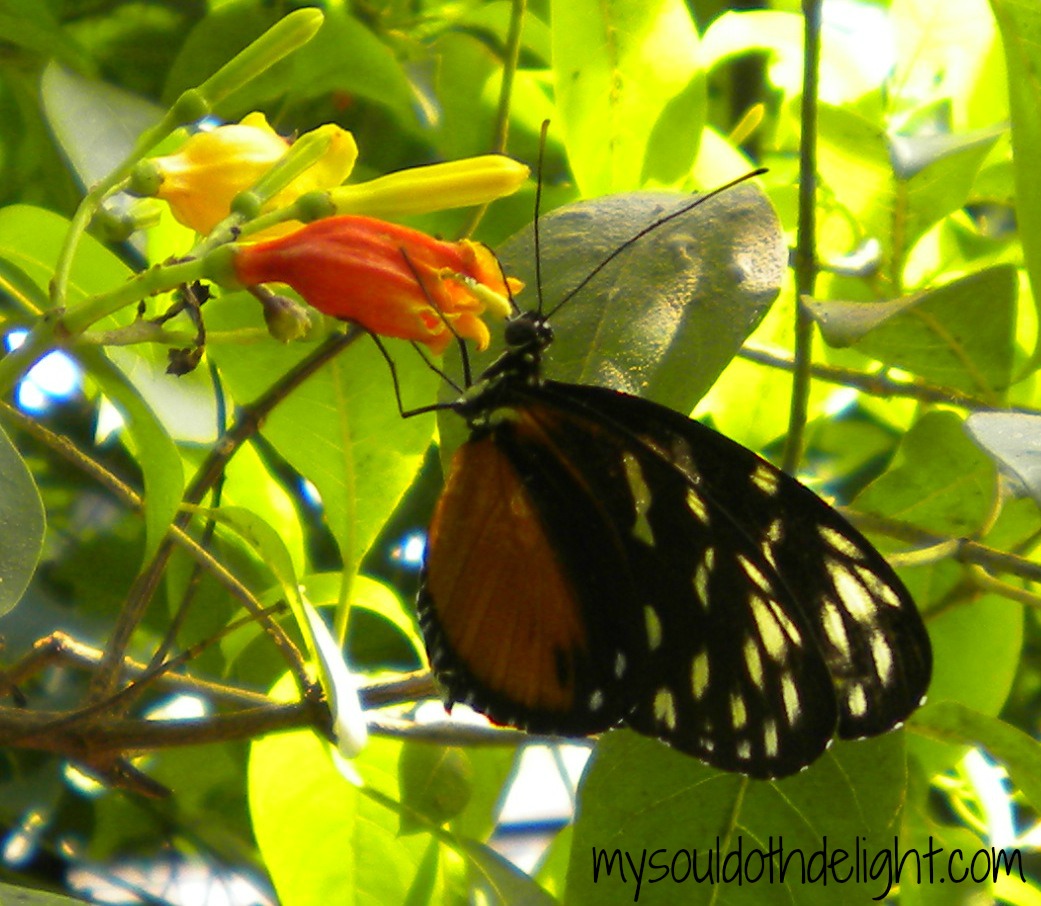A Trip to the Zoo’s Butterfly House | My Soul Doth Delight…